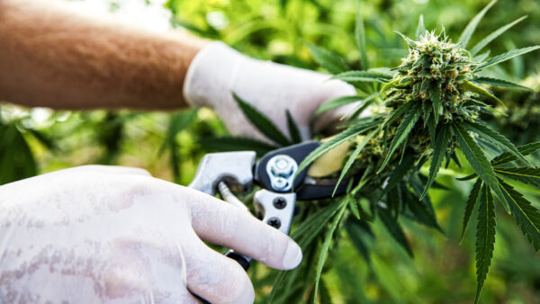 Laughlin Rejects State-Run Cannabis Plan, Calls for Real Reform