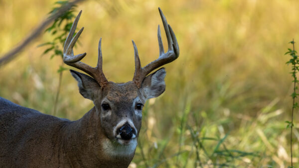 Laughlin’s Unwavering Advocacy for Repealing Ban on Sunday Hunting Results in Bill Going to Governor’s Desk